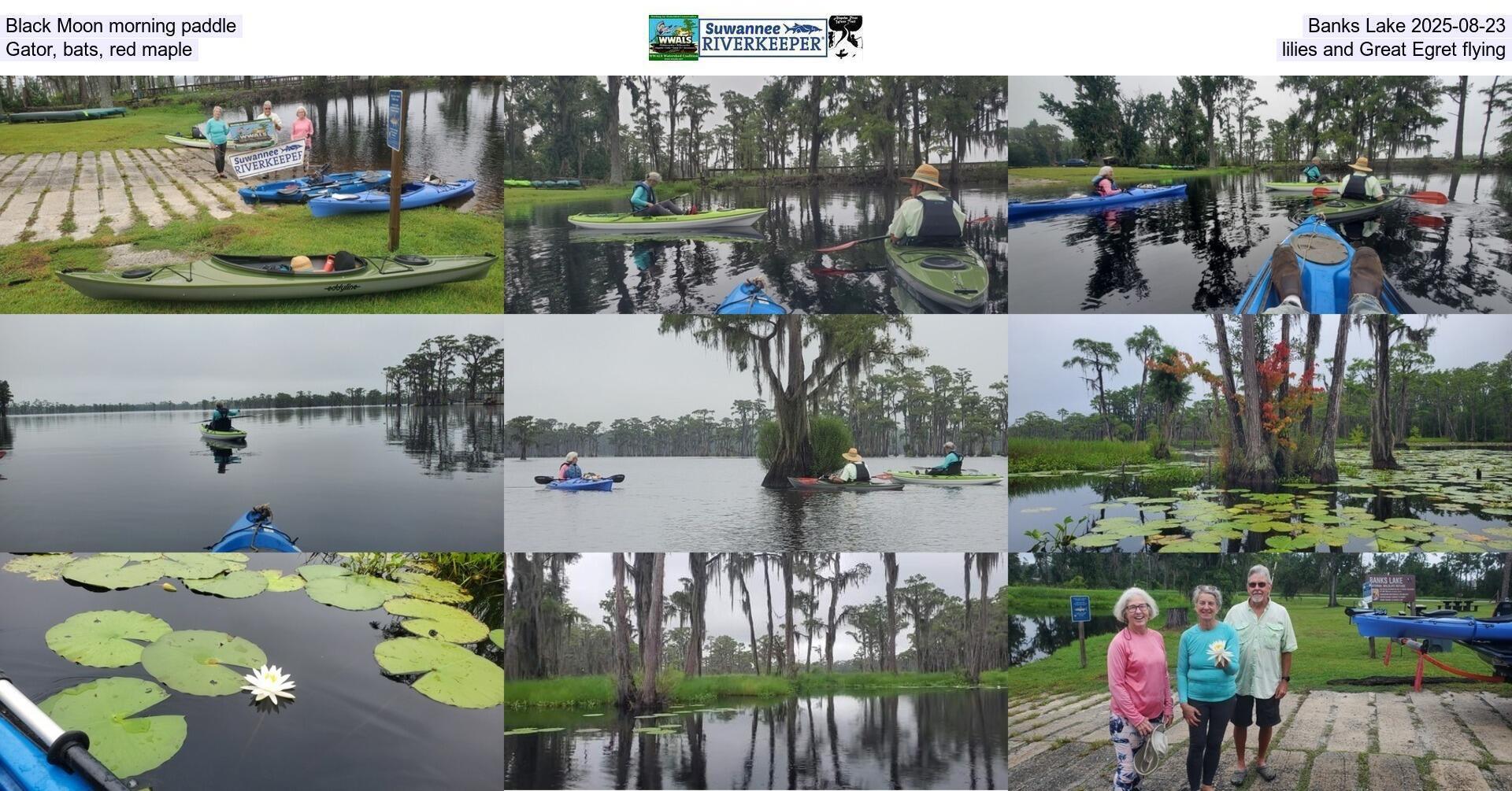 [Black Moon morning paddle, Banks Lake 2025-08-23, Gator, bats, red maple, lilies, and Great Egret flying]