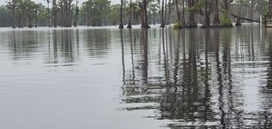 [Tiny gator, 2025-08-23 --jsq for WWALS]