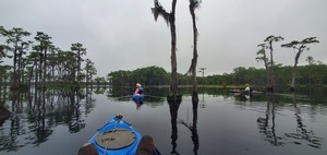 [Spanish moss, 2025-08-23 --jsq for WWALS]