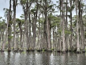 [Cypress, 2025-08-23 --Shirley Kokidko]