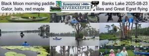 [Black Moon morning paddle, Banks Lake 2025-08-23, Gator, bats, red maple, lilies, and Great Egret flying]