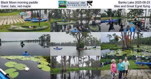 [Black Moon morning paddle, Banks Lake 2025-08-23, Gator, bats, red maple, lilies, and Great Egret flying]