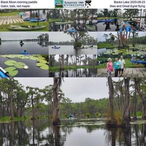 [Black Moon morning paddle, Banks Lake 2025-08-23, Gator, bats, red maple, lilies, and Great Egret flying]
