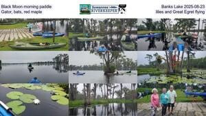 [Black Moon morning paddle, Banks Lake 2025-08-23, Gator, bats, red maple, lilies, and Great Egret flying]