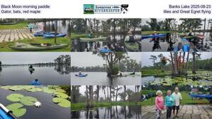 [Black Moon morning paddle, Banks Lake 2025-08-23, Gator, bats, red maple, lilies, and Great Egret flying]