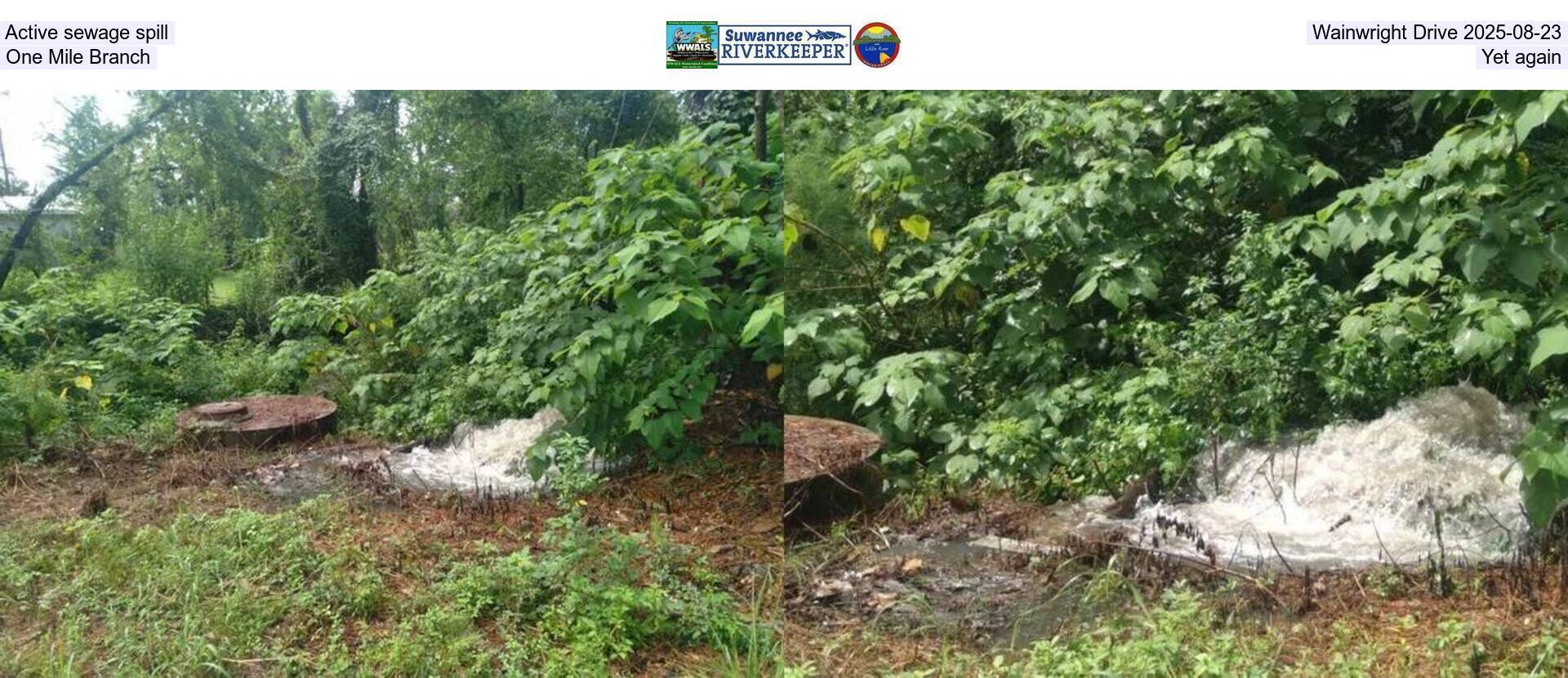 Active sewage spill, Wainwright Drive 2025-08-23, One Mile Branch, Yet again