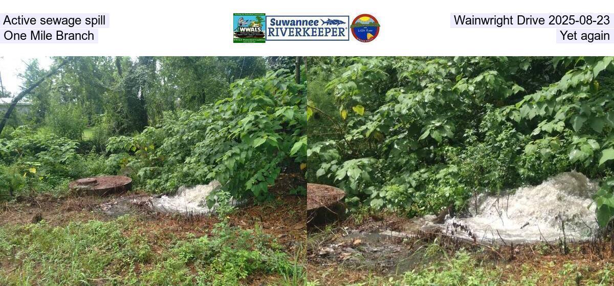 [Active sewage spill, Wainwright Drive 2025-08-23, One Mile Branch, Yet again]