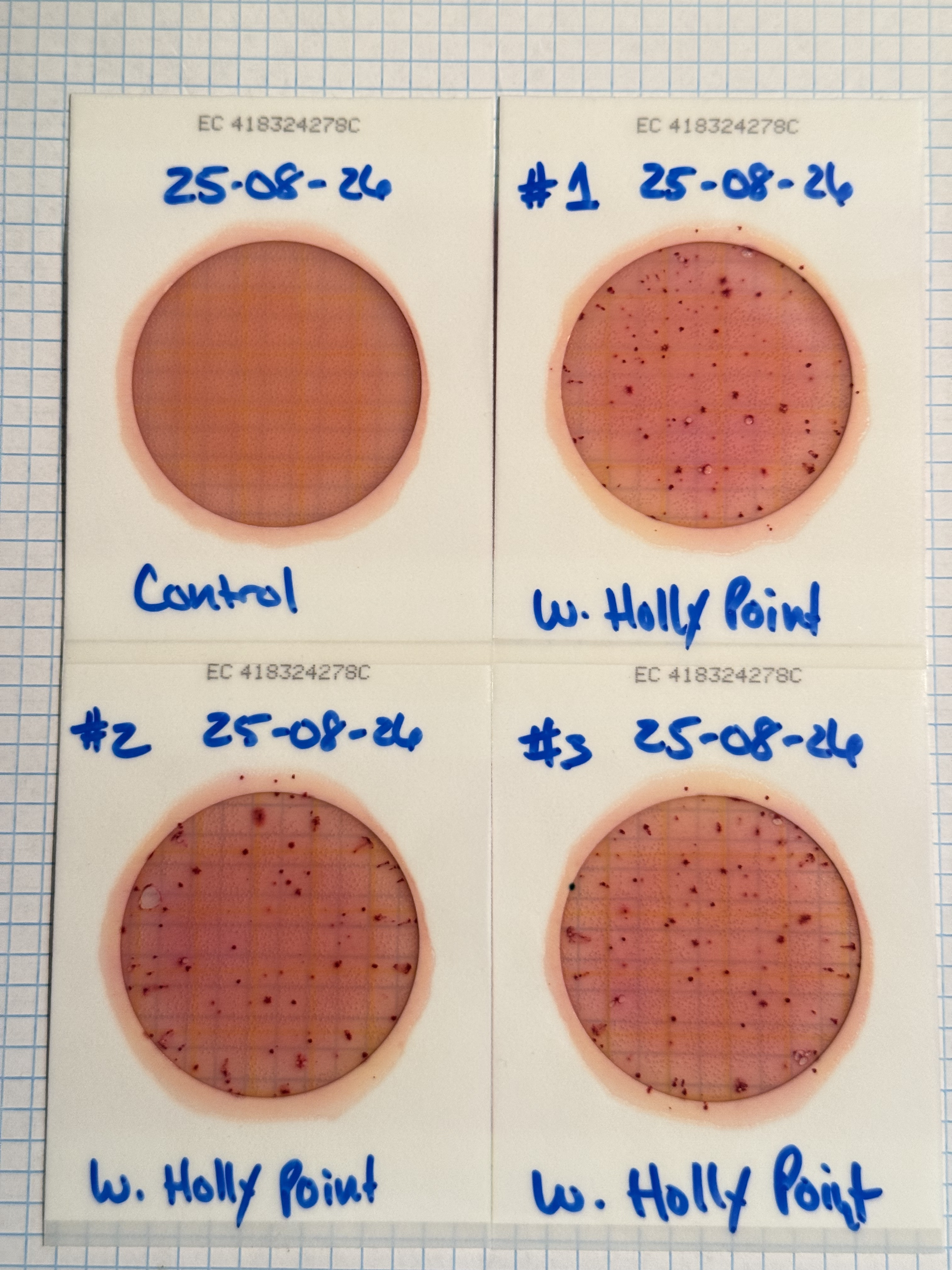 [Plates, Holly Point 2025-08-26]