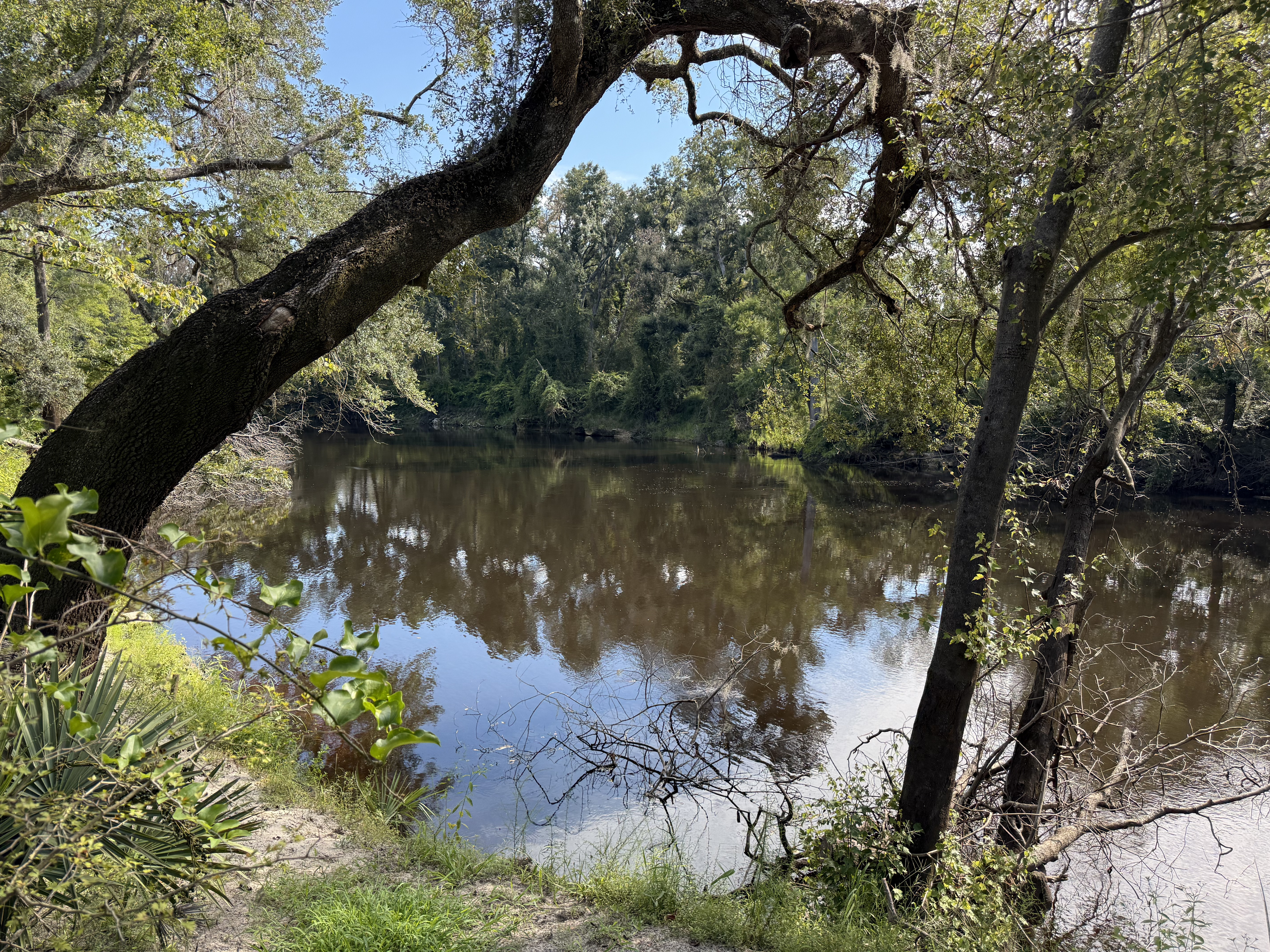 [Holly Point, Withlacoochee River @ NE Withla Bluffs Way 2025-08-27]