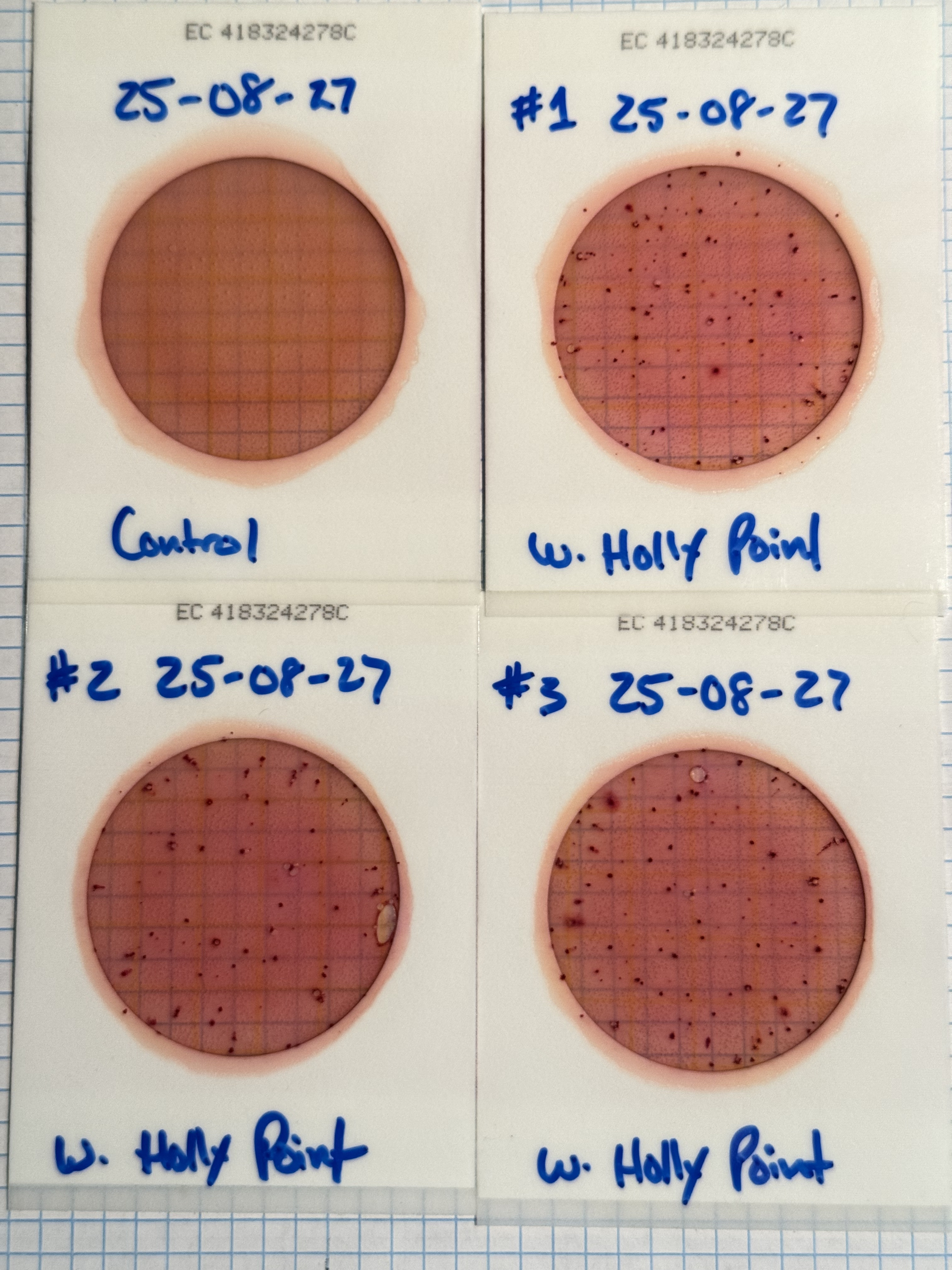 [Plates, Holly Point 2025-08-27]