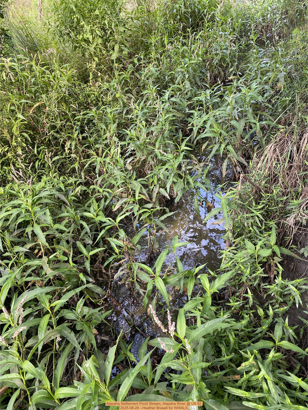 [Alapaha Settlement Pond Stream, Alapaha River @ US 82 2025-08-28 --Heather Brasell for WWALS]
