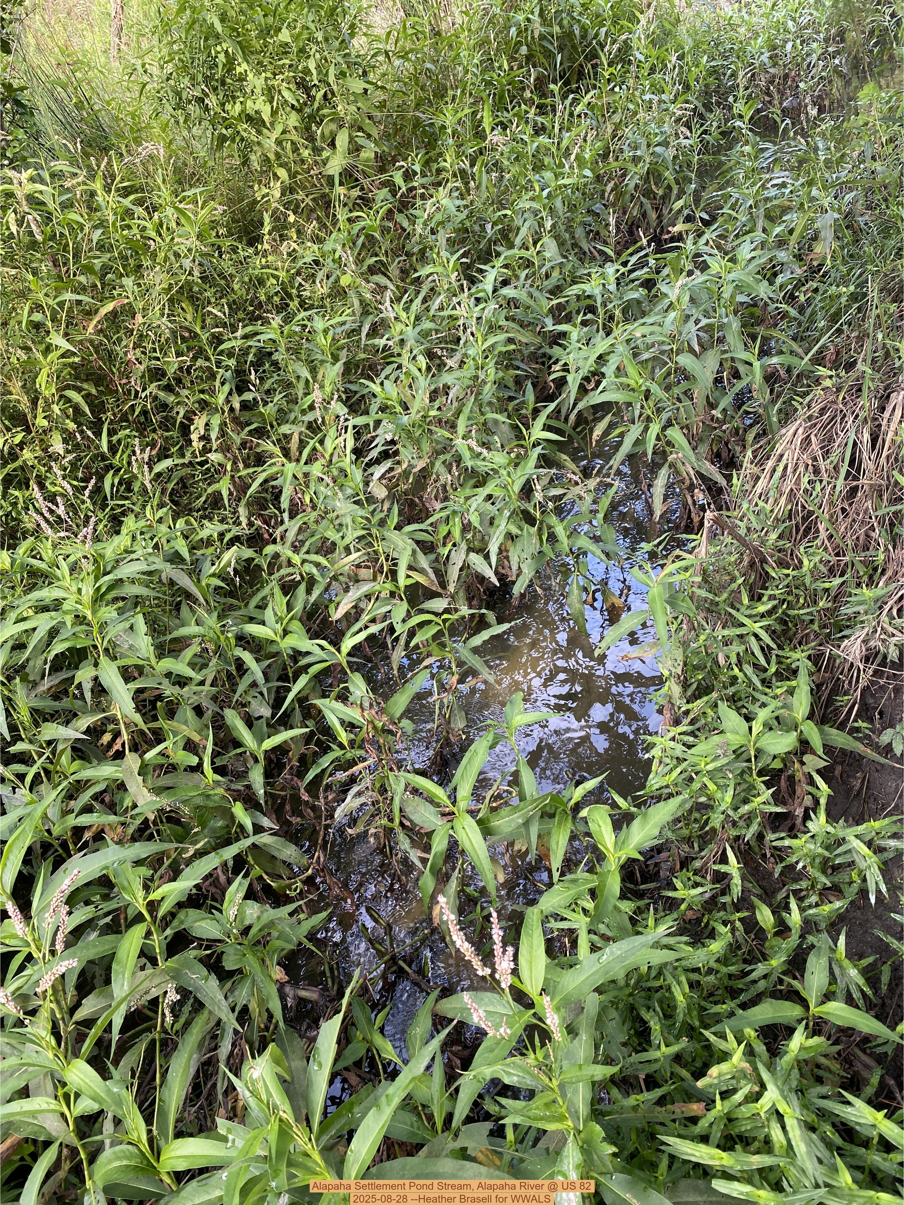 Alapaha Settlement Pond Stream, Alapaha River @ US 82 2025-08-28 --Heather Brasell for WWALS
