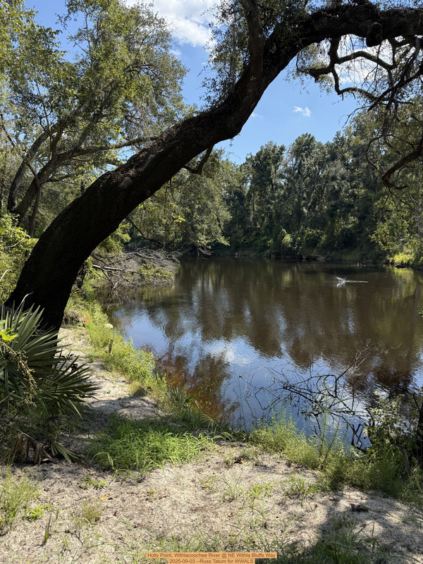 [Holly Point, Withlacoochee River @ NE Withla Bluffs Way 2025-09-03 --Russ Tatum for WWALS]
