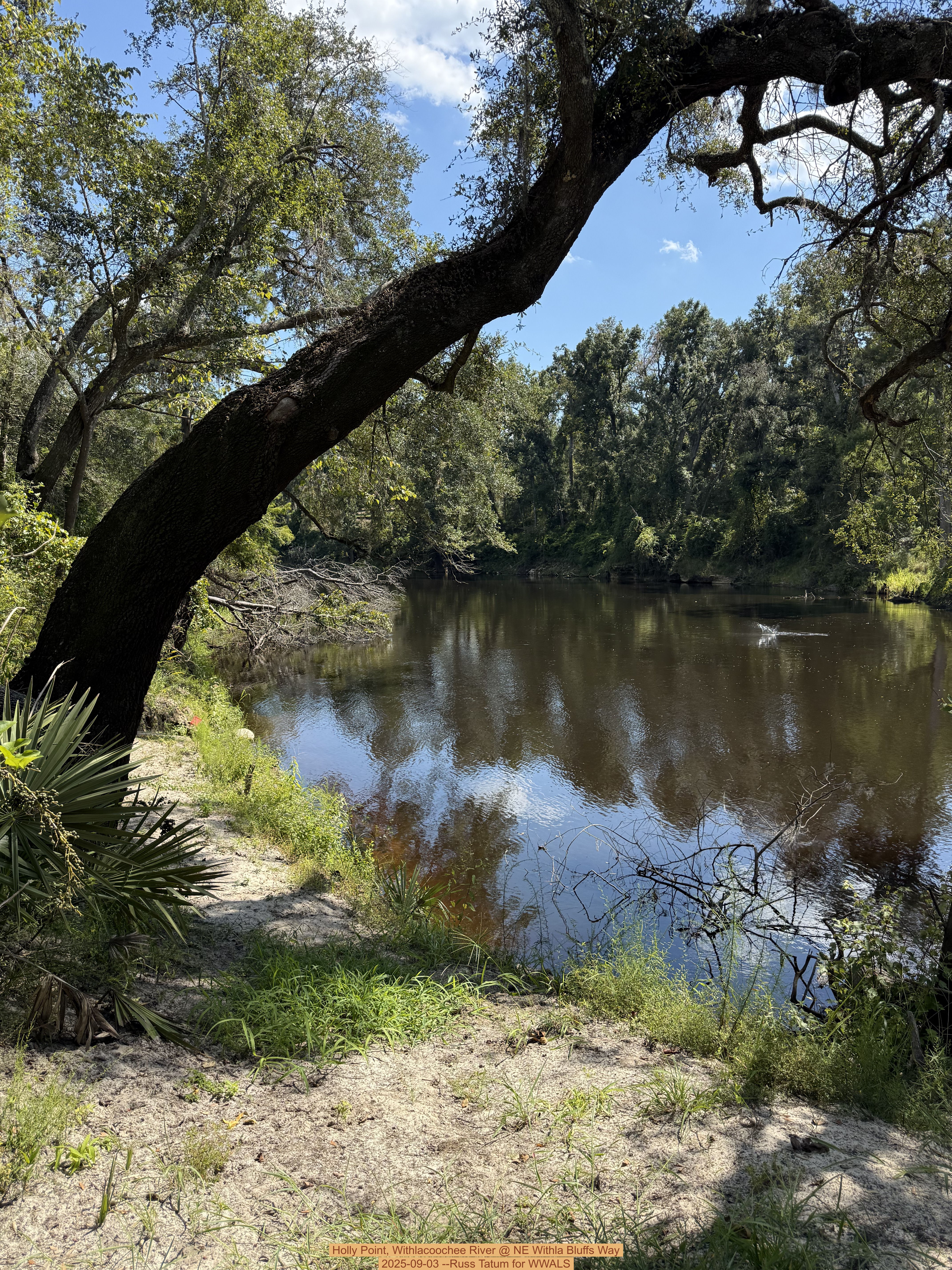 Holly Point, Withlacoochee River @ NE Withla Bluffs Way 2025-09-03 --Russ Tatum for WWALS
