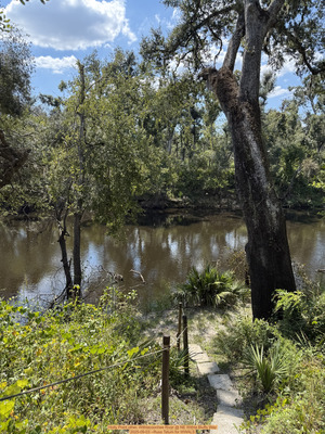 [Holly Point other, Withlacoochee River @ NE Withla Bluffs Way 2025-09-03 --Russ Tatum for WWALS]