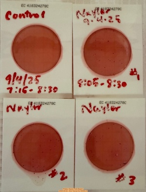 [Plates, Naylor Park Beach 2025-09-04 --Kim Tanner for WWALS]