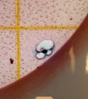 [Plate Detail, Naylor Park Beach 2025-09-04 --Kim Tanner for WWALS]