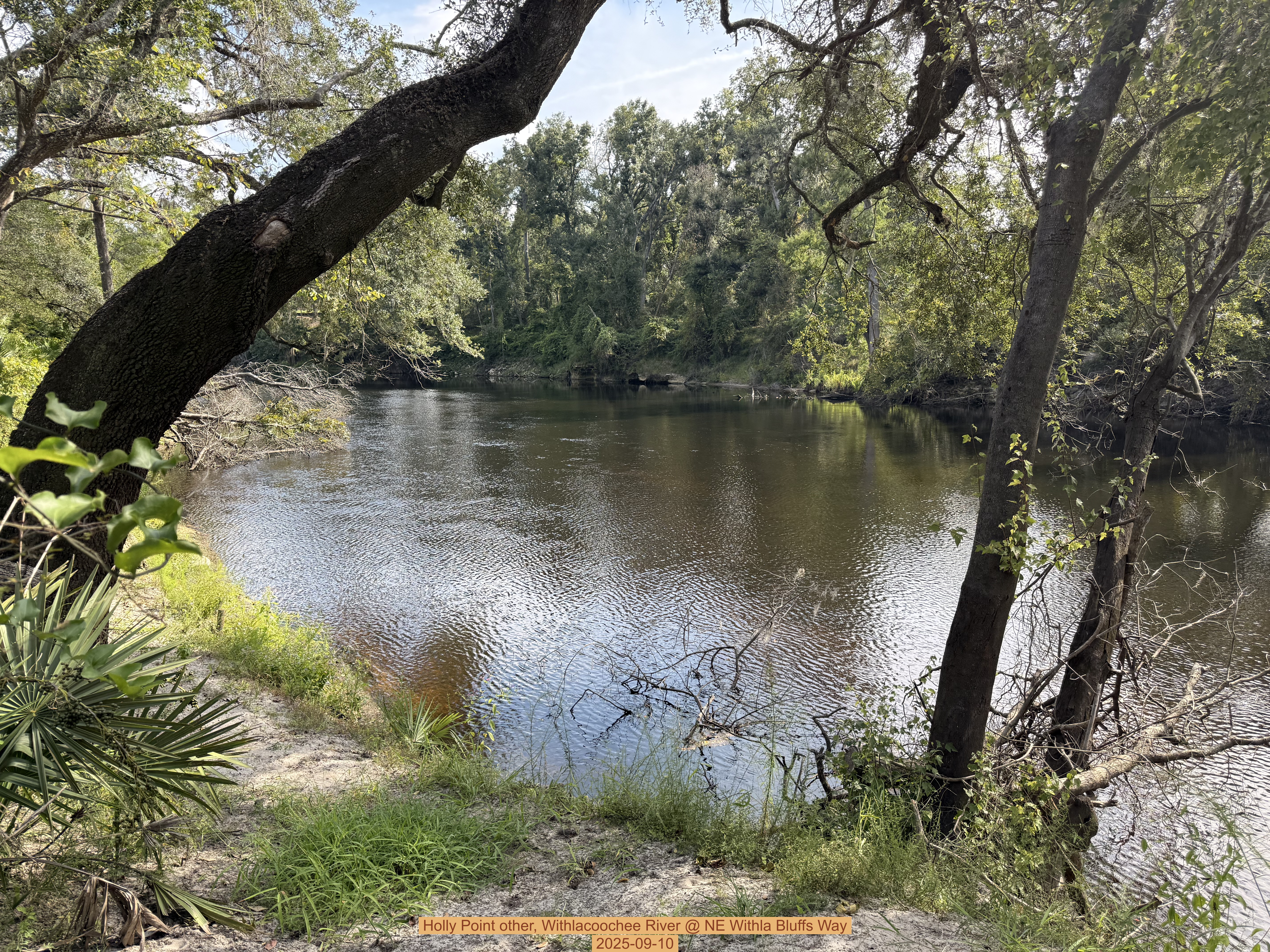 Holly Point other, Withlacoochee River @ NE Withla Bluffs Way 2025-09-10