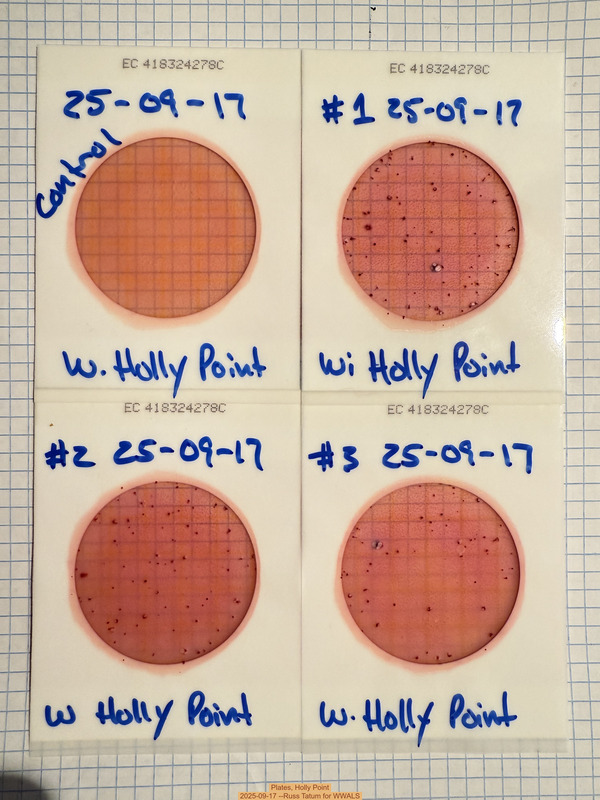 Plates, Holly Point 2025-09-17 --Russ Tatum for WWALS