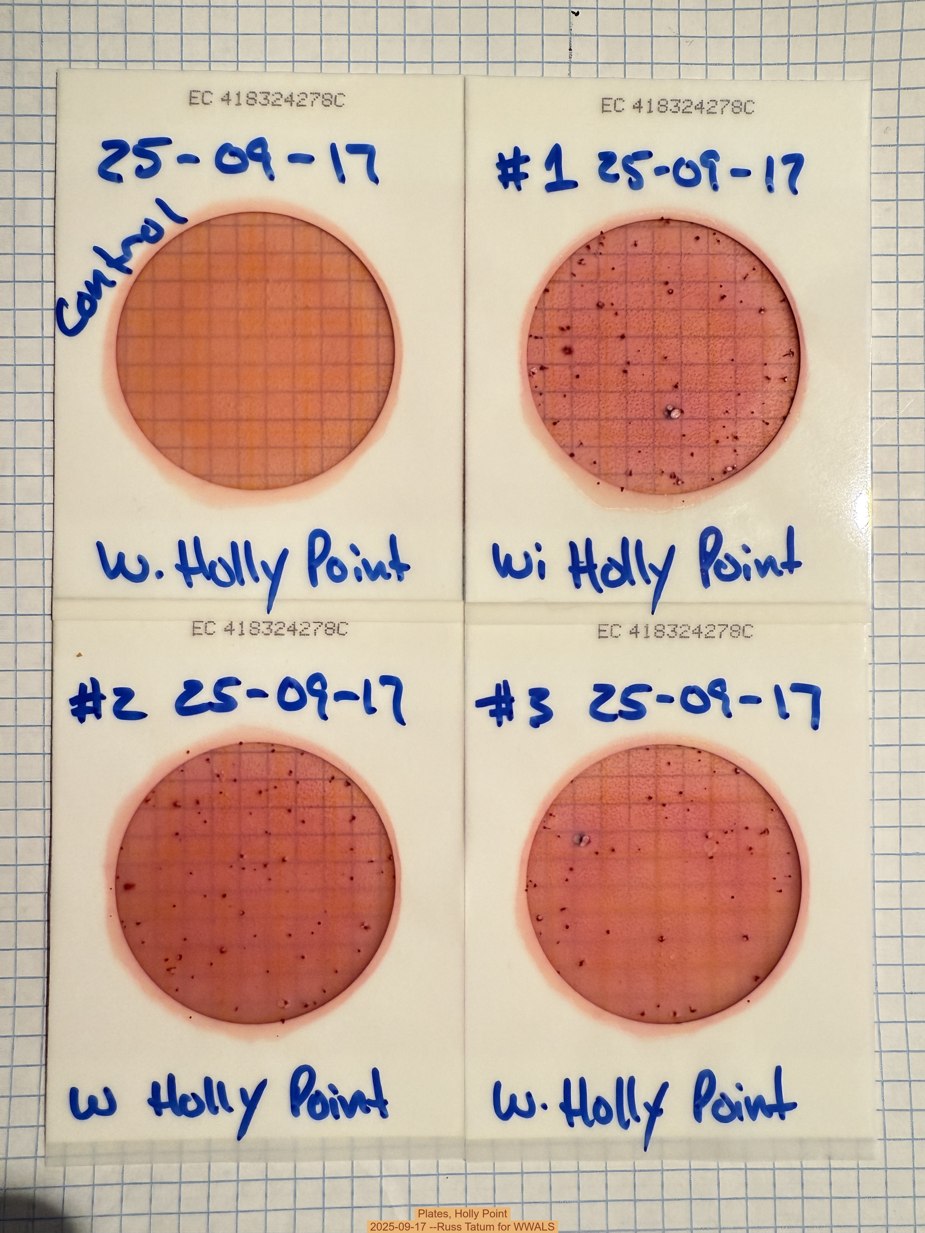 Plates, Holly Point 2025-09-17 --Russ Tatum for WWALS