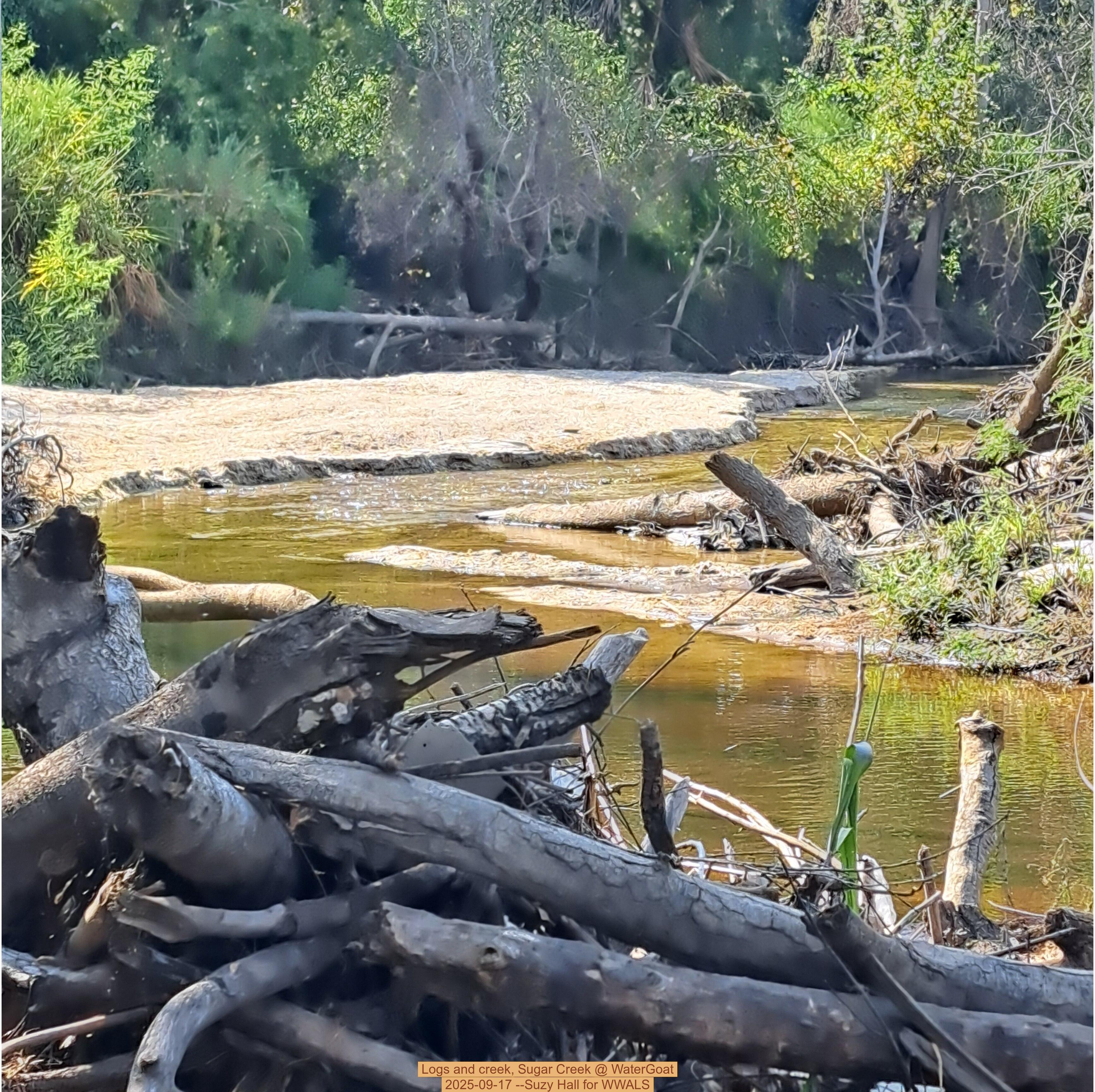 Logs and creek, Sugar Creek @ WaterGoat 2025-09-17 --Suzy Hall for WWALS