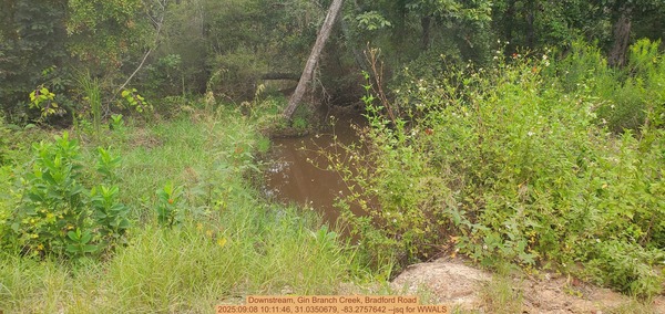 [Downstream, Gin Branch Creek, Bradford Road, 2025:09:08 10:11:46, 31.0350679, -83.2757642 --jsq for WWALS]
