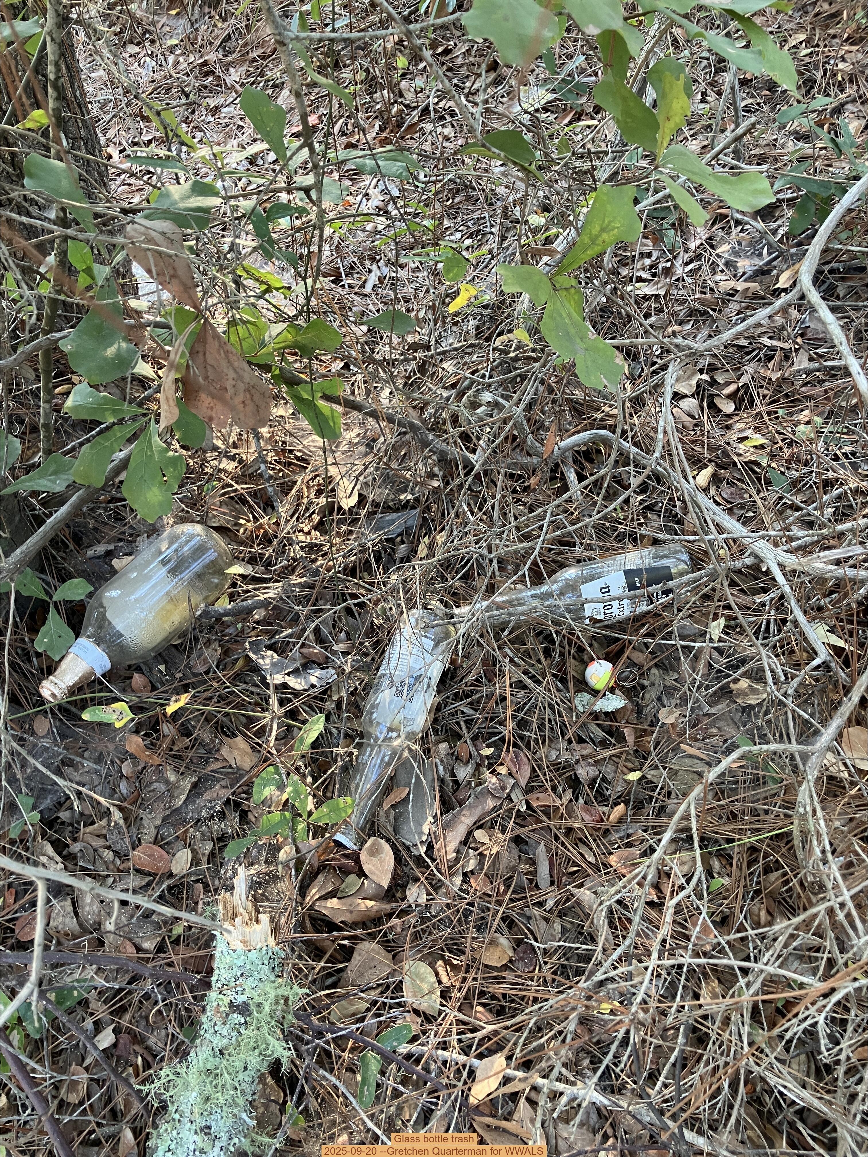 Glass bottle trash, 2025-09-20 --Gretchen Quarterman for WWALS