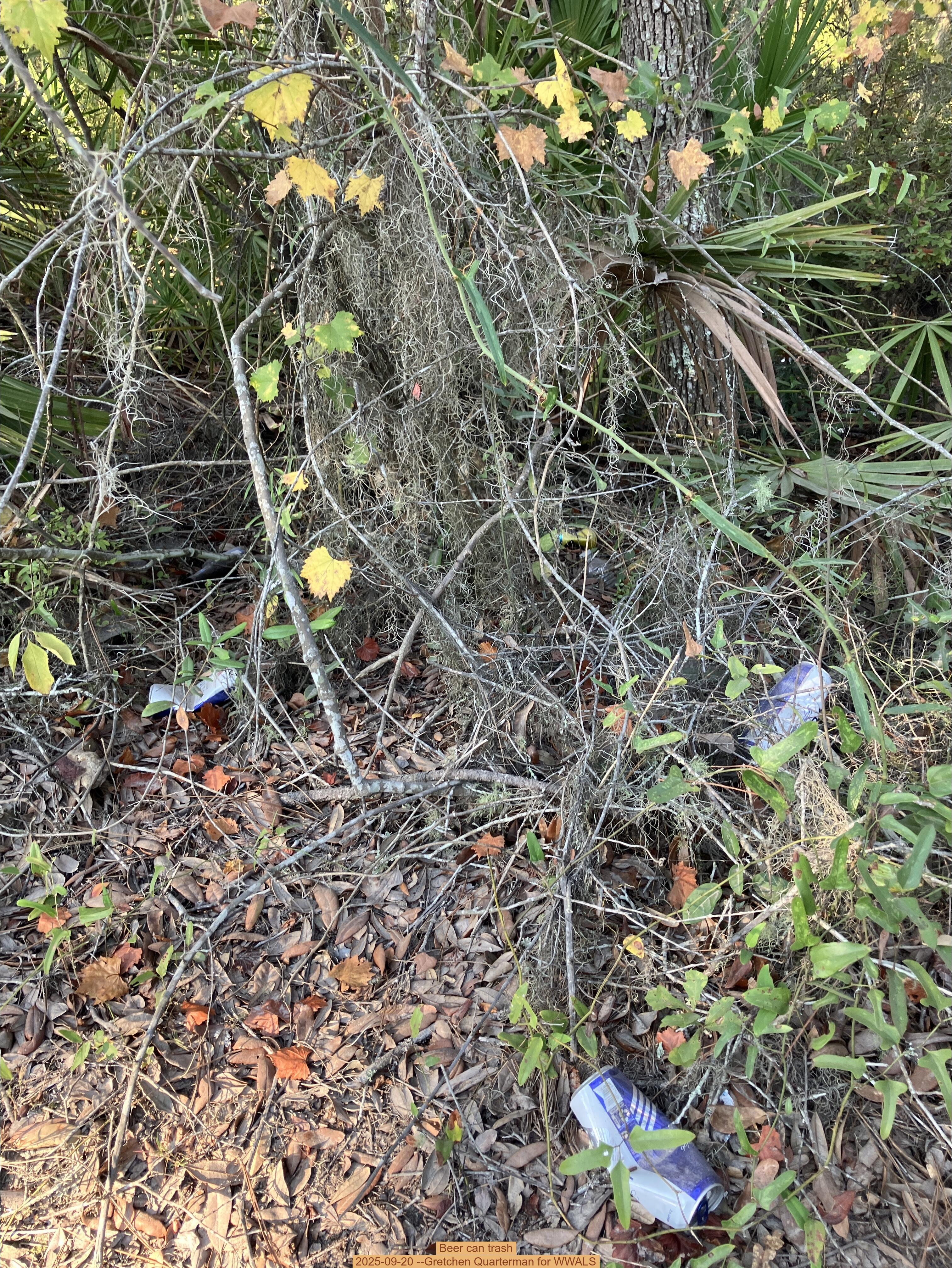 Beer can trash, 2025-09-20 --Gretchen Quarterman for WWALS