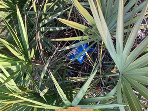 [Bud Light trash, 2025-09-20 --Gretchen Quarterman for WWALS]