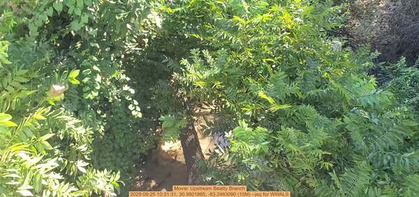 Movie: Upstream Beatty Branch, 2025:09:25 10:31:31, 30.9801865, -83.2463090 (10M) --jsq for WWALS