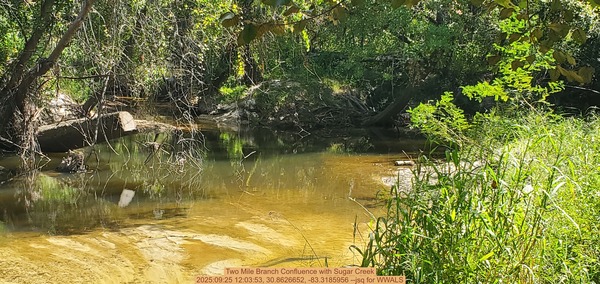Two Mile Branch Confluence with Sugar Creek, 2025:09:25 12:03:53, 30.8626652, -83.3185956 --jsq for WWALS