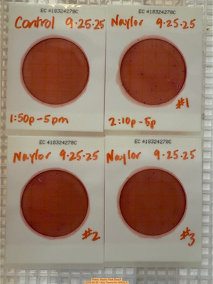 [Plates, Naylor Park Beach 2025-09-25 --Kim Tanner for WWALS]