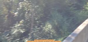 [Movie: Beatty Branch At Cat Creek Road, 2025:09:25 10:31:46, 30.9801865, -83.2463090 (7.2M) --jsq for WWALS]