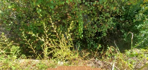 [Upstream, Beatty Branch at Beatty Road, 2025:09:25 10:52:44, 30.9861171, -83.2205054 --jsq for WWALS]