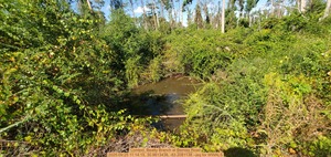 [Context, Beatty Branch at Bemiss Road, 2025:09:25 11:14:15, 30.9813438, -83.2081138 --jsq for WWALS]
