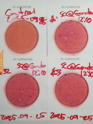 [Plates, Sugar Creek @ Gornto Road, 2025-09-25 --jsq for WWALS]