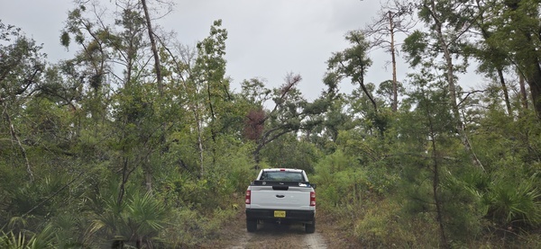 [Many palmettos after hurricanes, 2025:09:27 09:34:18]