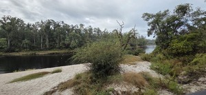 [Downstream Suwannee River, Dowling Park River Camp, 2025:09:27 10:35:28, 30.2465744, -83.2461542]
