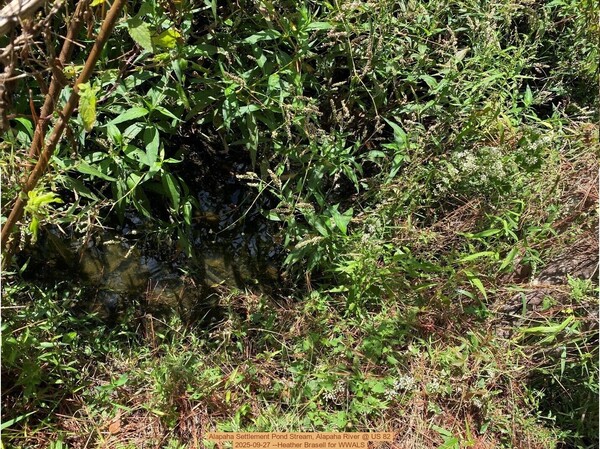 [Alapaha Settlement Pond Stream, Alapaha River @ US 82 2025-09-27 --Heather Brasell for WWALS]