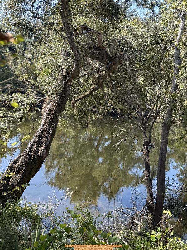 [Holly Point, Withlacoochee River @ NE Withla Bluffs Way 2025-10-01 --Russ Tatum for WWALS]