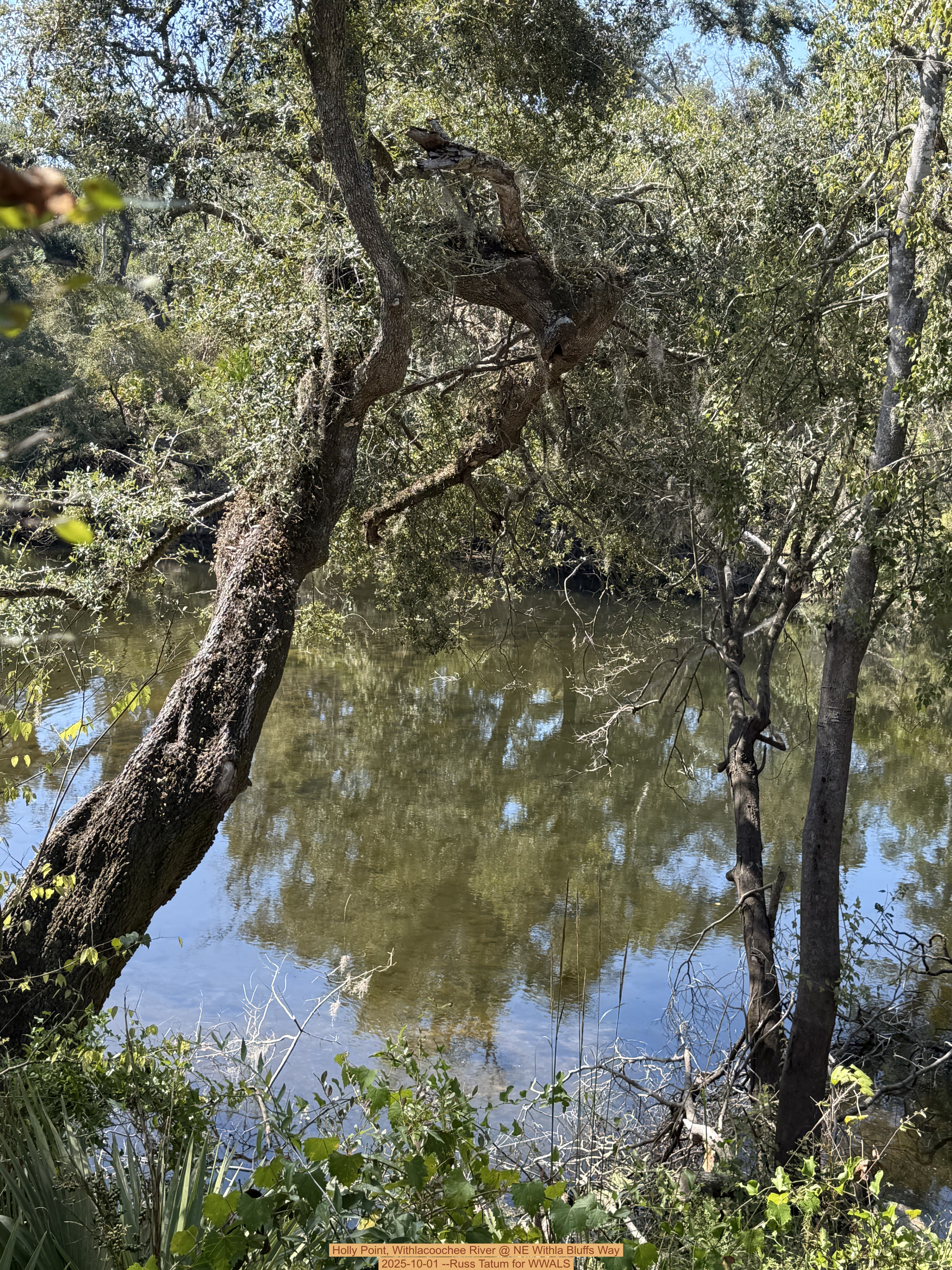 Holly Point, Withlacoochee River @ NE Withla Bluffs Way 2025-10-01 --Russ Tatum for WWALS