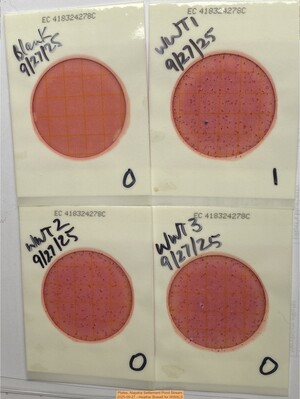 [Plates, Alapaha Settlement Pond Stream 2025-09-27 --Heather Brasell for WWALS]