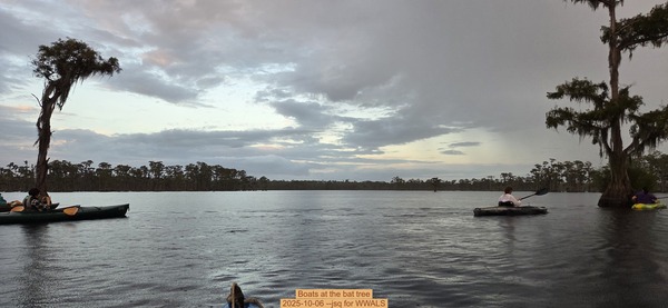 [Boats at the bat tree, 2025-10-06 --jsq for WWALS]