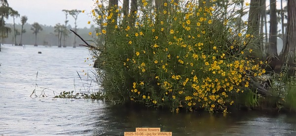 [Yellow flowers, 2025-10-06 --jsq for WWALS]