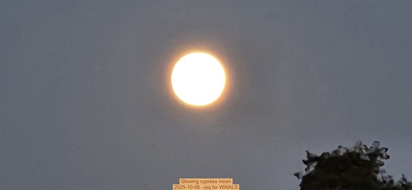 [Glowing cypress moon, 2025-10-06 --jsq for WWALS]