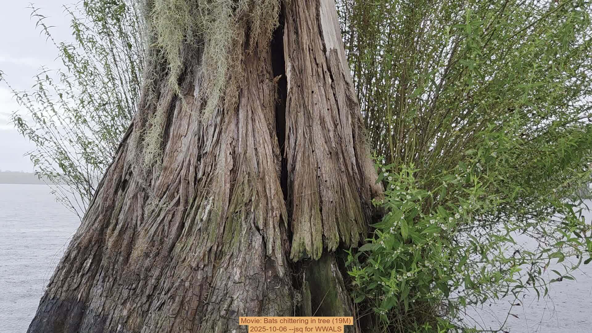 Movie: Bats chittering in tree (19M), 2025-10-06 --jsq for WWALS