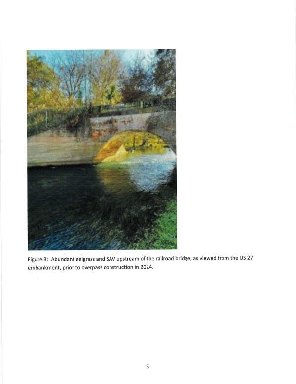 [Figure 3: Abundant eelgrass and SAV upstream of the railroad bridge, as viewed from the US 27 embankment, prior to overpass construction in 2024.]