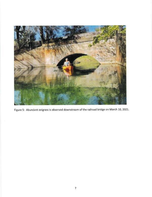[Figure 5: Abundant eelgrass is observed downstream of the railroad bridge on March 10, 2021.]