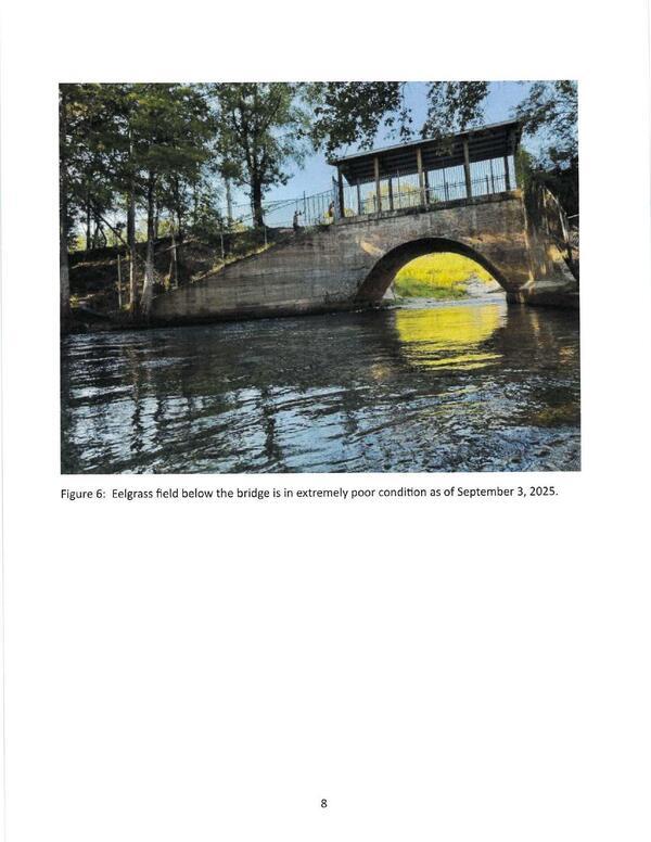 [Figure 6: Eelgrass field below the bridge is in extremely poor condition as of September 3, 2025.]