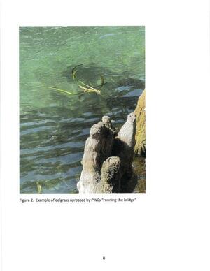 [Figure 2. Example of eelgrass uprooted by PWCs “running the bridge”]
